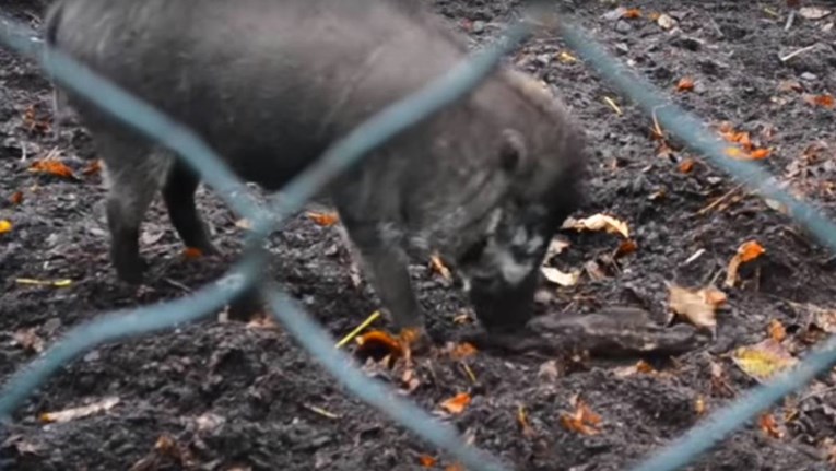 VIDEO Prvi put uočeno da svinje koriste oruđe